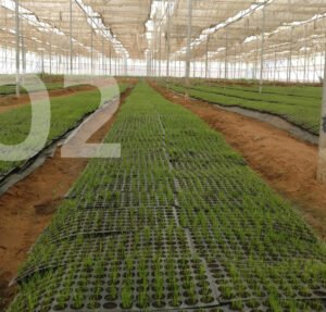 bg2-agro